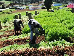 Vegetable farm