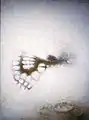 Mechanical Butterfly (1973).