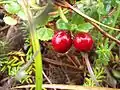 Vaccinium oxycoccos