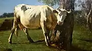 Scratching Cow, c.&nbsp;1858; oil on canvas
