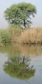 village Chaparr Chirri, Mohali, Punjab, India