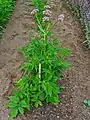 V. officinalis