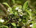 Vallaris solanacea Vish vallari