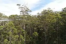 Valley of the Giants, Walpole Nornalup National Park containing tingle forest