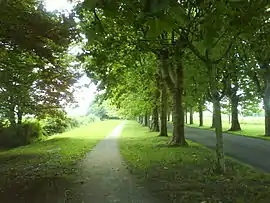 An avenue in Varennes-le-Grand