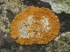 Caloplaca flavescens