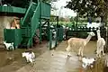Farm yard with animals