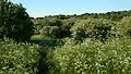 View across Vestereng and the Hawthorn-forest in May.