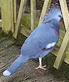 Victoria crowned pigeon at Bristol Zoo, Bristol, England