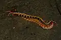 S. dehaani feeding on a Plumbeous Water Snake (Rice Paddy Snake).