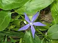 A display of the flower of var. oxyloba
