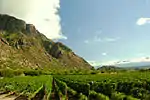 Vineyards in Cafayate