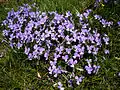 Plants of Viola Bertolonii