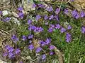 Plants of Viola Bertolonii