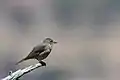 Virginia's Warbler (Leiothlypis virginiae) in Carr Canyon