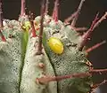 Day 1: The sticky seed has landed on the host plant.