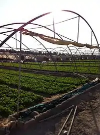 Farm in Wafrah