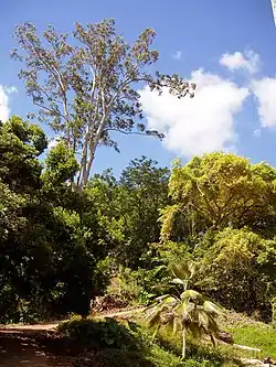 Wahiawa Botanical Garden, one of the tourist spots in Wahiawa