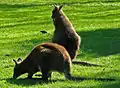 Red-necked wallaby
