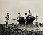 Waterrats, (Sea Urchins), 1886