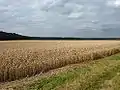 Westow Fields