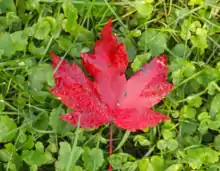 leaf