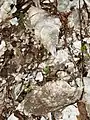 Closeup of one of the thousand year old oyster shells.