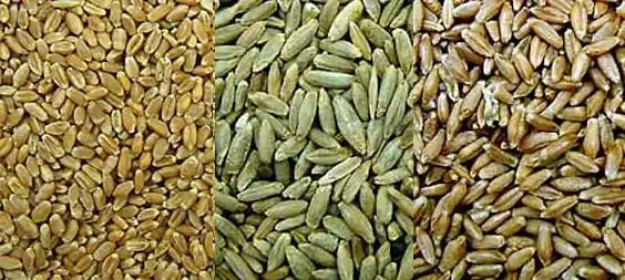 The smaller grain of wheat on the left, larger kernels of rye in the middle, and triticale on the right – triticale grain is significantly larger than wheat