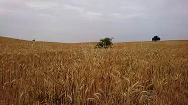 Farm, Behbahan