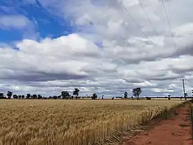 Field near Weethalle