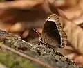 Dry-season form at Samsing in Darjeeling district of  West Bengal, India