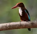 White-throated kingfisher