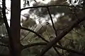 A white goshawk