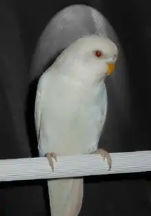 Albino hen