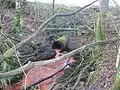 Modern drainage pipe for the Whitehill Loch Burn.