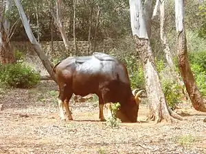 Gaur