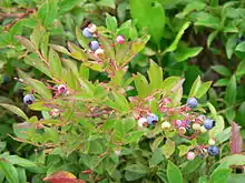 wild Maine blueberries