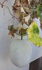Wax gourd on the vine