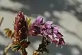 Two flowers of Wisteria brachybotrys