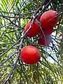 Fruit bunch