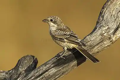 Juvenile L. s. senator, Spain