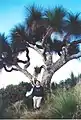 8 metre tall Grass Tree at Mount Cabrebald