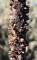 X. preissii flower spike, after fruiting