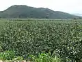 Fujian's Pinghe County is famous in China for its pomelos