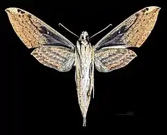 Female ventral view