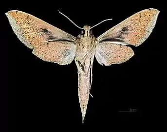 Male ventral view