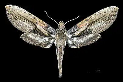 Female dorsal view