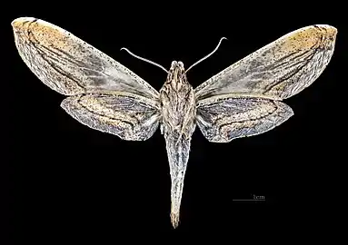 Female ventral view