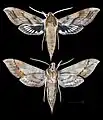 Xylophanes norfolki