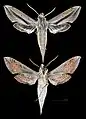 Xylophanes robinsonii